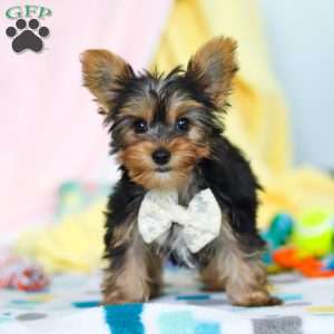 Ollie, Yorkie Puppy